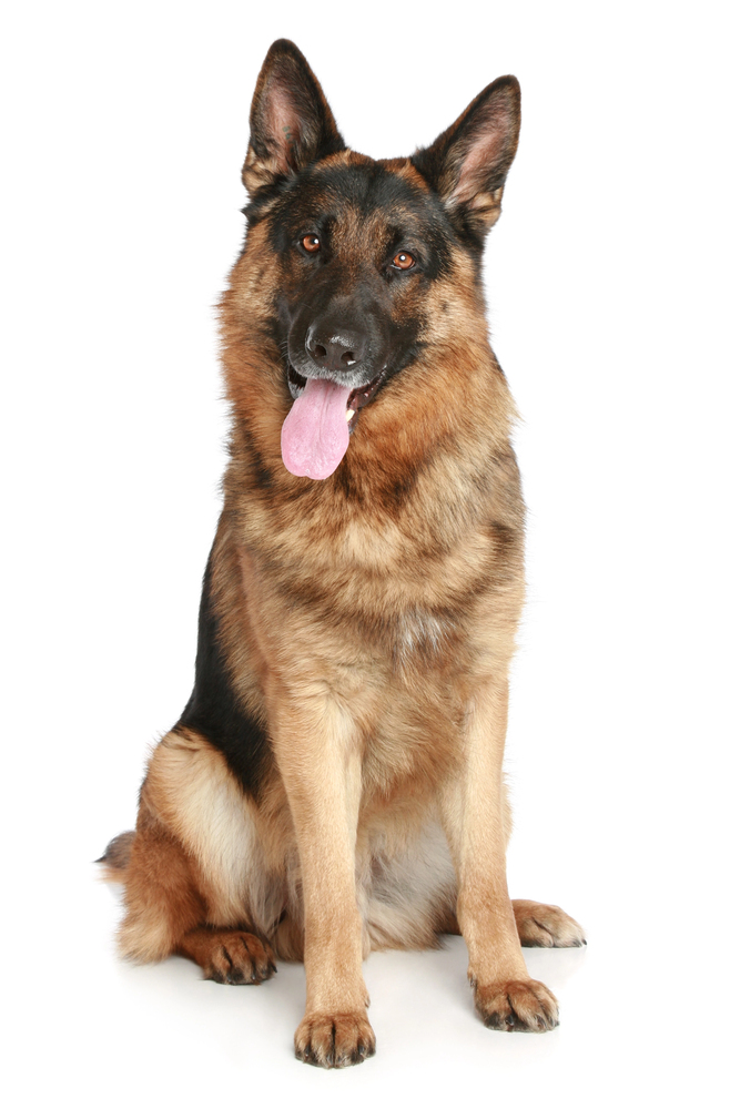 german shepherd dog with anal fistulas